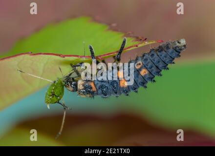 Sieben Spottling Marienkäfer Larve frisst Blattläuse Stockfoto