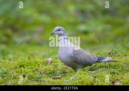 Eurasische Kragtaube (Streptopelia decaocto) auf Wiese, Bayern, Deutschland Stockfoto