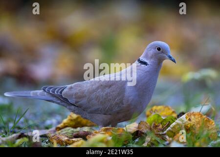 Eurasische Krabbeltaube (Streptopelia decaocto) Futter im Herbstlaub, Bayern, Deutschland Stockfoto