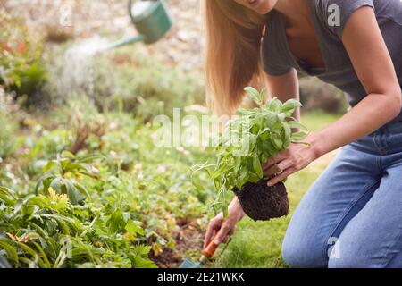 Nahaufnahme Eines Paares, Das Im Freien Im Garten Zu Hause Arbeitet Graben Und Pflanzen Stockfoto