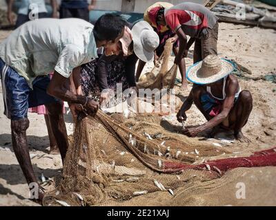 TANGALA, SRI LANKA - 15. März 2019: Asiatische Fischer sammeln kleine Fische aus dem Fangnetz. Stockfoto