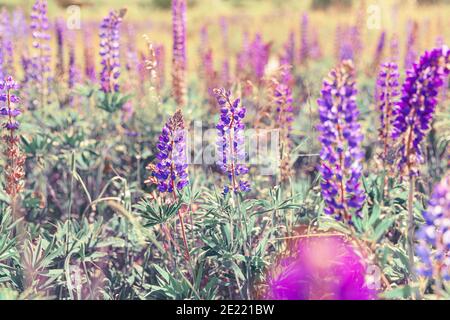 Schöne blühende Lupine blüht im Frühling. Feld der Lupinen Pflanzen Hintergrund. Violette wilde Frühling- und Sommerblumen. Sanfte warme, weiche Farben, Stockfoto