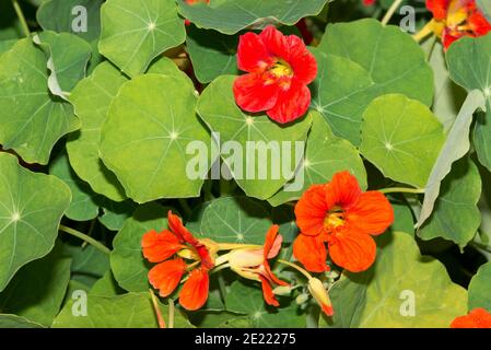 Gartennasturtium (Tropeolum majus) Stockfoto