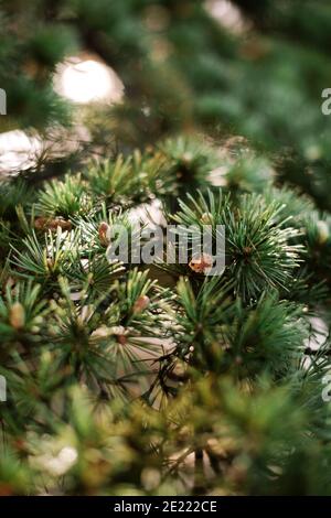 Fichte Kiefer Zedernholz flauschige Zweige mit grünen Nadeln stacheln aus der Nähe, junge braune Zapfen. Immergrüne Bäume Natur weihnachten Textur Konzept. Stockfoto