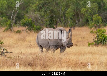 Südliches Weißnashorn (Ceratotherium sinum simum) mit langen Hörnern in Ol Pejeta Conservancy, Kenia, Afrika. Quadratische Front in der Nähe bedroht Stockfoto