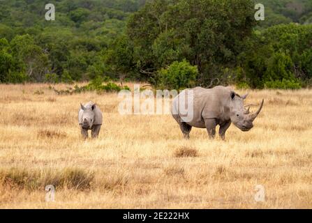 Südliche weiße Nashorn Kuh und Kalb (Ceratotherium simum) in Ol Pejeta Conservancy, Kenia, Afrika. In der Nähe bedrohte Arten auch Quadratische Nashörner Stockfoto
