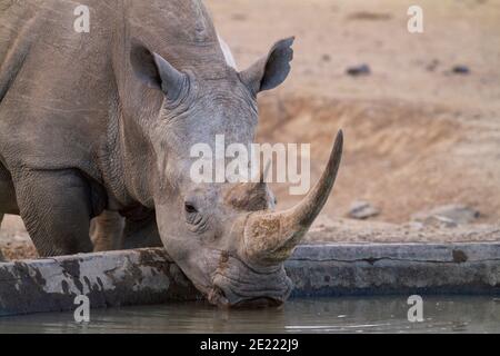 Südliche Weißnashorn (Ceratotherium simum) trinkt am Wassertrog im Ol Pejeta Conservancy, Kenia, Afrika. Wildtiere auf Safari-Urlaub gesehen Stockfoto