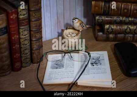 Klassische Stilllebensszene aus ledergebundenen Büchern, einem offenen Vogelbuch und einer Brille Stockfoto