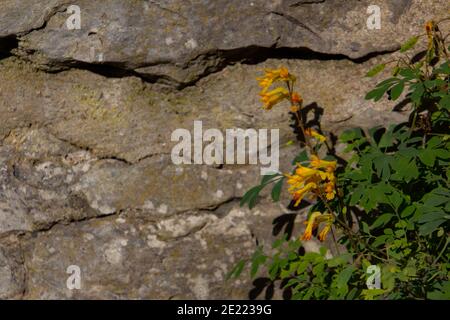 Nahaufnahme von gelben Corydalis, die in einer Natursteinmauer wachsen, auch Pseudofumaria lutea genannt, mit Kopierraum Stockfoto