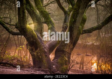 Sankey Valley Park ist ein Landschaftspark in Warrington. Der lineare Park folgt einem Abschnitt des St. Helens Canal und Sankey Brook. Ein asphaltierte Fußweg verläuft Stockfoto