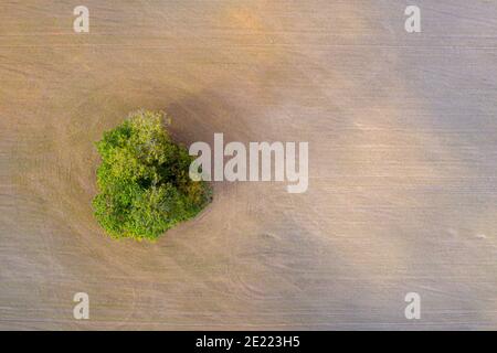 Draufsicht auf ländliche Gegend mit frisch angebautem Feld, grün und braun mit einsamen Baum Stockfoto