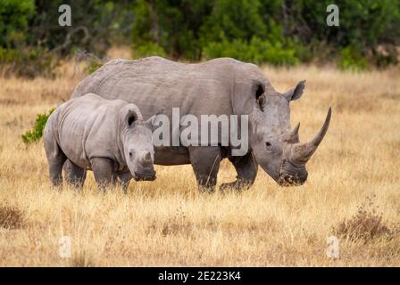 Südliche weiße Nashorn-Kuh mit Baby-Kalb (Ceratotherium simum) in Ol Pejeta Conservancy, Kenia, Afrika. Nahe bedrohte afrikanische Nashornarten Stockfoto