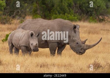 Südliche weiße Nashorn Kuh und Kalb (Ceratotherium simum) in Ol Pejeta Conservancy, Kenia, Afrika. In der Nähe bedrohte Arten, niedliche Baby Tier Stockfoto