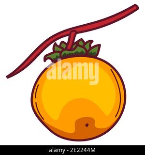 Persimmon. Hand gezeichnete Doodle Persimmon Frucht Illustration isoliert auf weißem Hintergrund. Symbol „Lebensmittel“, Stockfoto