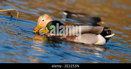 Männliche weibliche moky mallard Duck Ducks niedrige Augenhöhe Sehen Sie ganz nah am See Stockfoto