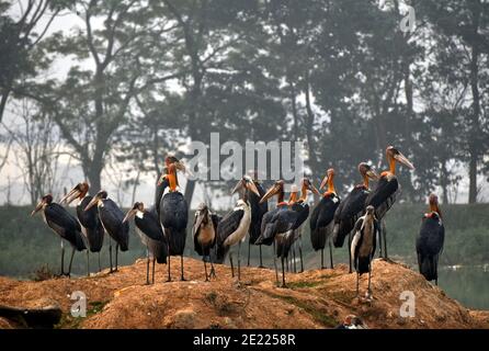 Guwahati, Assam, Indien. Januar 2021. Eine Schar von Adjutanten Störche in der Nähe von Boragaon Mülldeponie im Gefolge des Vogelgrippe-Ausbruchs in verschiedenen indischen Staaten in Guwahati Assam Indien am Montag, 11. Januar 2021. Laut einem Nachrichtenbericht haben mindestens 7 indische Staaten Vogelgrippe bestätigt und die Überwachung um Gewässer, lebende Märkte, Zoos und Geflügelfarmen. Quelle: Dasarath Deka/ZUMA Wire/Alamy Live News Stockfoto