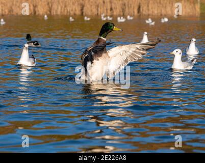 Männliche Mallard Drake Ente flatternden Flügel im Wasser Stockfoto