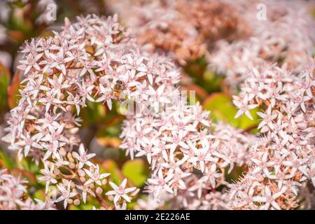 Floraler Hintergrund, schöne Jadepflanzen in Blüte im Garten Stockfoto