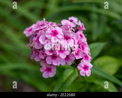Nahaufnahme einer Gruppe von hübschen rosa Phlox paniculata Blüten In einem Garten Stockfoto