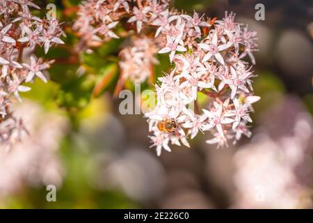 Jadepflanze (Crassula ovata) und Honigbiene. SchöneSukkulente Pflanze blüht im späten Winter im kalifornischen Garten Stockfoto