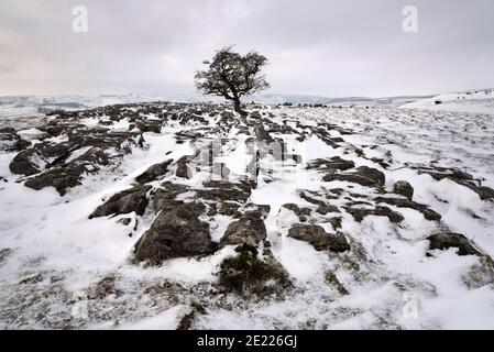 Ein einteiler Baum im Schnee auf Kalksteinfelsen, Winskill Stones, Langcliffe, Yorkshire Dales National Park, Großbritannien Stockfoto