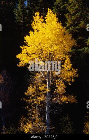 Aspen at Rogger Meadow, Fremont National Forest, Oregon Stockfoto