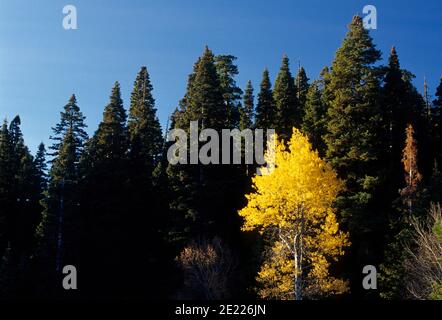 Aspen at Rogger Meadow, Fremont National Forest, Oregon Stockfoto