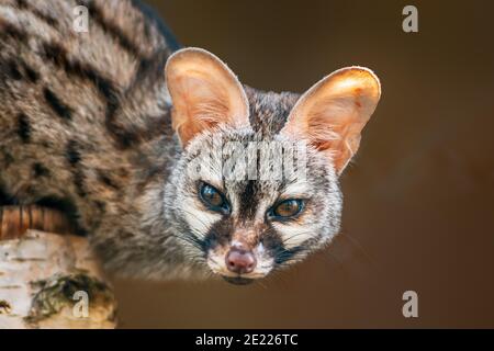 Ein junger europäischer Fleckgenet (Genetta genetta) Im Zoo Köthen Sachsen Anhalt Deutschland Stockfoto