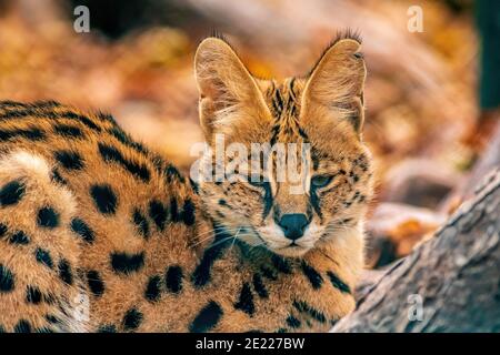 Ein junger Serval (Leptailurus serval) Liegt in der Sonne im Zoo Köthen Sachsen Anhalt Deutschland Stockfoto