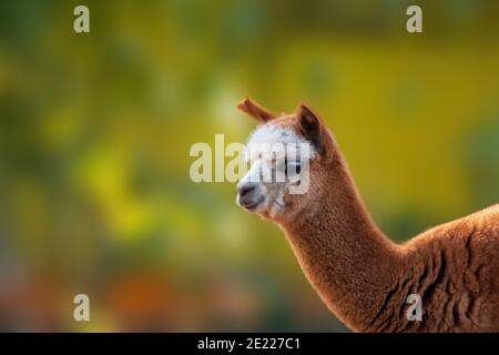 Porträt eines braunen Alpaka (Vicugna pacos) im Zoo köthen, sachsen anhalt, deutschland Stockfoto