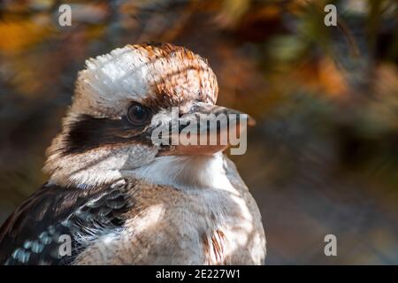 Ein Porträt eines lachenden Kookaburra-Vogels (Dacelo novaeguineae) im Zoo köthen, sachsen anhalt, deutschland Stockfoto