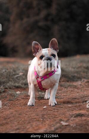 Selektive Fokusaufnahme einer niedlichen weißen französischen Bulldogge draußen Stockfoto