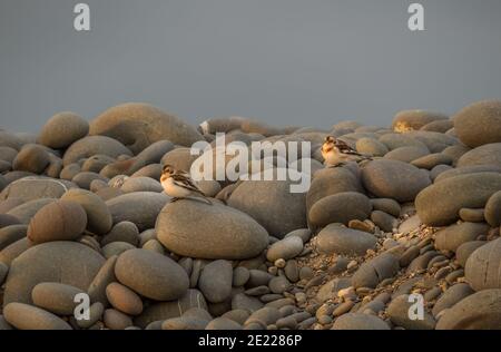 Zwei Schneeammern auf Kieselsteinen in Devon, England. Plectrophenax nivalis. Stockfoto