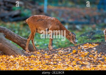 Eine junge weibliche Mouflon (Ovis gmelini musimon) im Zoo koethen, sachsen anhalt, deutschland Stockfoto