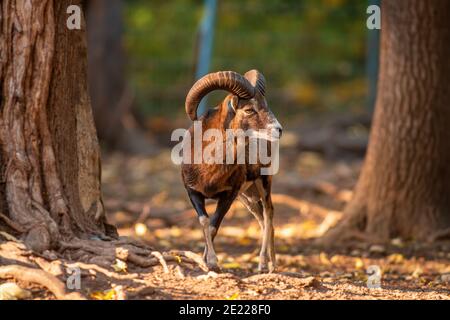 Ein junger Mouflon (Ovis gmelini musimon) im Zoo koethen, sachsen anhalt, deutschland Stockfoto