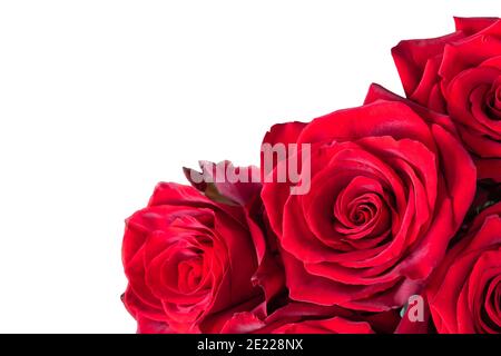 Rote Valentinsrosen isoliert auf weiß. Blumengeschenk für Valentinstag. Stockfoto