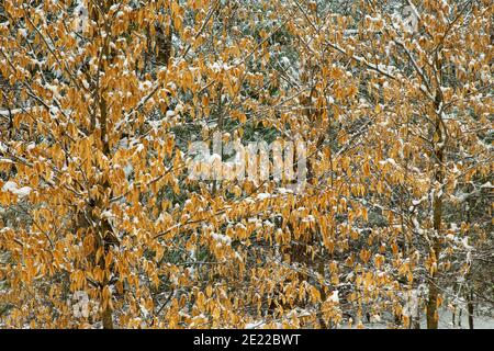 Getrocknete amerikanische Buche Blätter mit Schnee in Pennsylvania Pocono bedeckt Berge Stockfoto