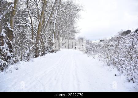 Landstraße mit Bäumen auf der linken Seite und Felder auf der rechten Seite von Schnee bedeckt. Filomena Schneesturm, als es durch Spanien, Januar 2021. Stockfoto