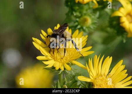 Sägeblatt-Gänseblümchen mit Bumblebee Stockfoto