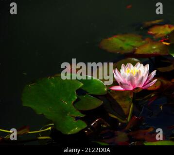 Nahaufnahme eines heiligen Lotus auf einem Teich unter dem Sonnenlicht mit verschwommenem Hintergrund Stockfoto