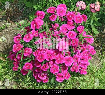 Blumenstrauß Nelken in Blüte, isoliert auf weißem Hintergrund. Stockfoto