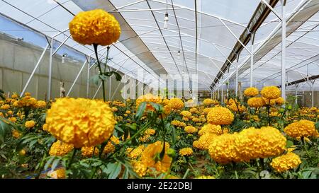 Feld der wachsenden hellen orange blühenden Blumen. Tagetes erecta oder Ringelblume Plantage. In Mexiko werden Tagetes für die traditionelle Dekoration verwendet Stockfoto