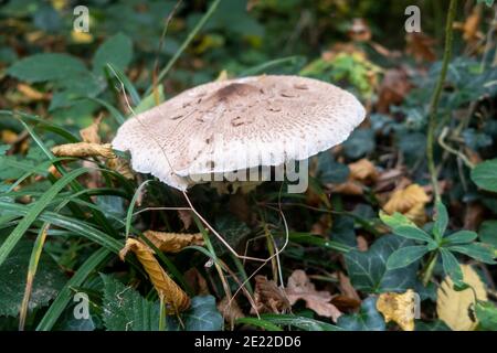 Parasolpilz, East Sussex, Großbritannien Stockfoto