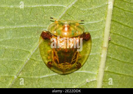 Goldener Schildkrötenkäfer (Aspidimorpha sanctaecrucis) Lembeh Strait, Nord-Sulawesi, Indonesien Stockfoto