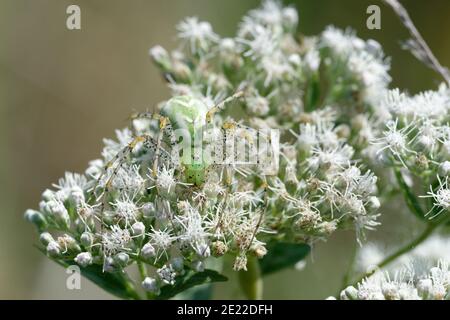 Late Boneset mit Grüner Luchs Spinne Stockfoto