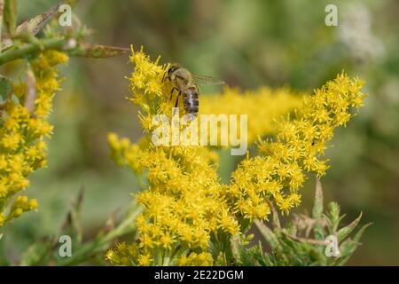 Goldrute mit Honigbiene Stockfoto