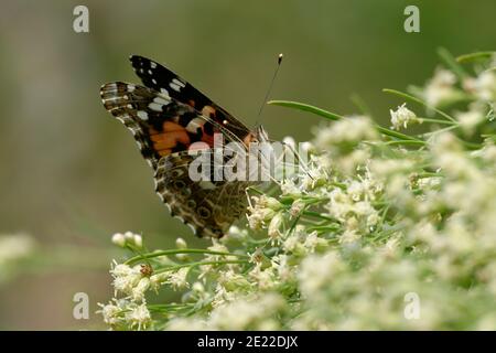 American Lady Butterfly Stockfoto