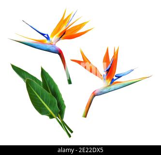 Blume und Blätter von strelitzia oder Paradiesvogel isoliert auf weißem Hintergrund. Stockfoto