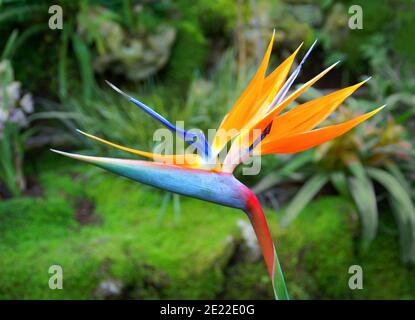 Blume und Blätter von strelitzia oder Paradiesvogel isoliert auf weißem Hintergrund. Stockfoto