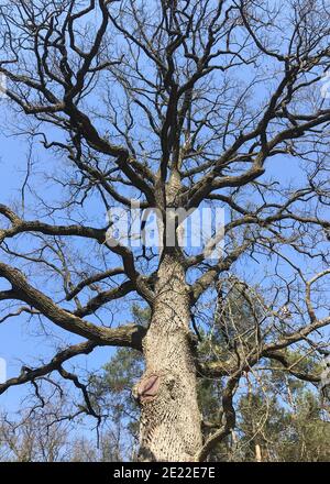 Silhouette einer Eiche ohne Blätter, schwarze Äste und der Stamm eines alten großen Baumes vor einem strahlend blauen Himmel. Vertikale Aufnahme. Stockfoto